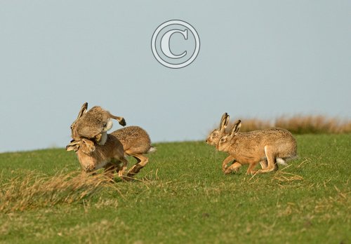   Brown Hares DM2023